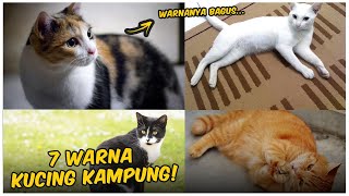 7 Warna Bulu Kucing Kampung, Bagus untuk Kamu Pelihara!