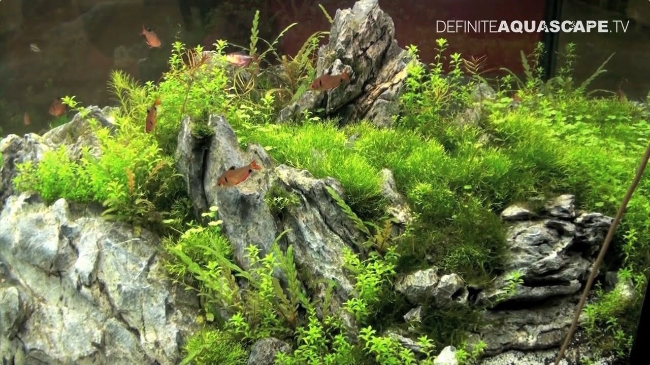 Best planted aquariums of ZooSphere 2014