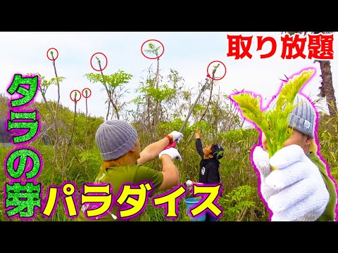 貴重なタラの芽が取り放題のパラダイス発見!!