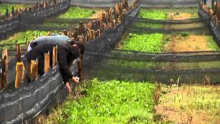 Breeding of edible snails brought together an Italian agriculturist and two Greek entrepreneurs- EN