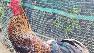 10\/16..top 6..I'm recruiting girls from 2kg7..to 3kg3..zl..0chin 44319908🐓🐓