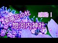 山紫陽花の　惣河内神社