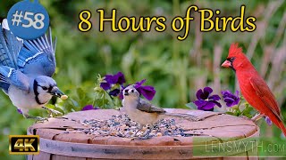 Uninterrupted Birds  for 8 Hours of  Cat TV  Backyard Birds & Squirrels Video for People & Pets
