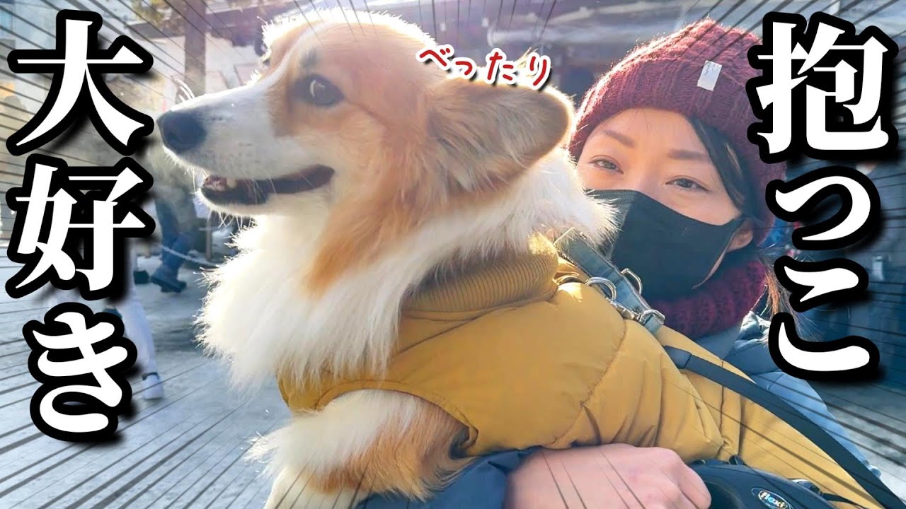 抱っこされるのが大好きな甘えん坊コーギー｜西野神社　初詣