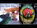 Thú Cưng TV | Dương KC Pets | Ngáo Husky Troll Bố #21 | chó thông minh vui nhộn | funny cute dog