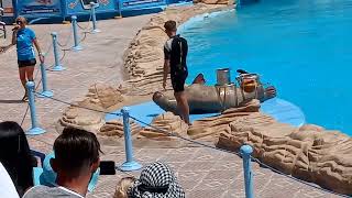 Delphin show in Egypt 🇪🇬🐬,The walrus