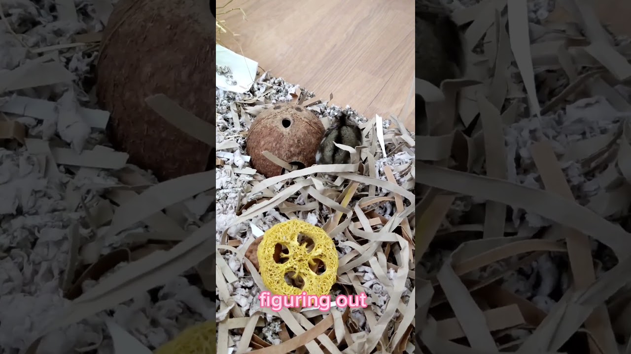 Intrigue Unveiled: May's Coconut Conundrum and Hidden Hideaway! 