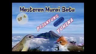 Burung Yuhina Ft Pijantung || Masteran Murai Batu