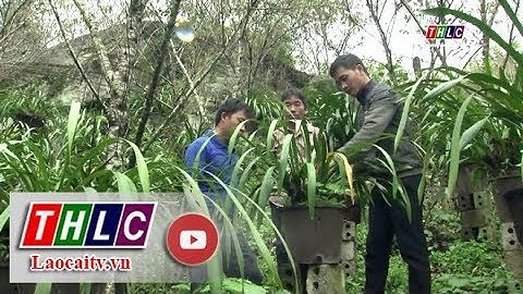 Đâu cần thanh niên có, việc gì khó có thanh niên | THLC