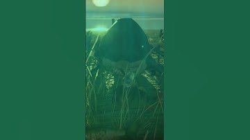 Animals On Sunset Island 3D Animation - Unreal Engine 5 #nature #shorts