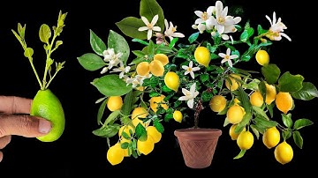 NEW CREATIVE TECHNIQUE uses Coca Cola to breed lemon trees that grow quickly and have lots of fruit