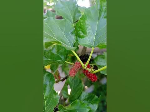 Mulberry fruit - YouTube