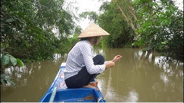 14 / Thôn nữ Miền Tây đi giăng câu về nấu bữa cơm chiều đạm bạc  | Country Girl Fishing and Cooking
