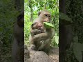 Rarely Seen 🙈Monkeys Eating Mango – Watch Astra Bring Joy! #Astra💖🐒 #virals #monkey #Ambertroop