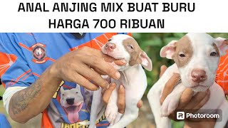 Anakan Anjing Mix 3 Darah Pitbull Bullterrier Dan Kampung Harga Sejutaan 