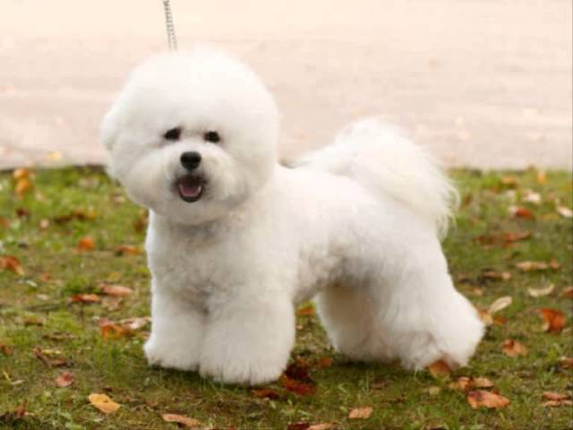 Все породы собак.Бишон фризе (кудрявый бишон) (Bichon Frise)