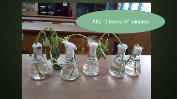 Measure the rate of transpiration using mass potometer