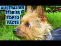 Australian Terrier - TOP 10 Interesting Facts の動画、YouTube動画。