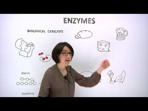 What are enzymes?