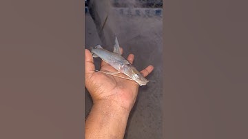 Amazing Village Catching CatFish Hunting #facts #fishing #viralvideo #fish #shortsfeed #viral #short
