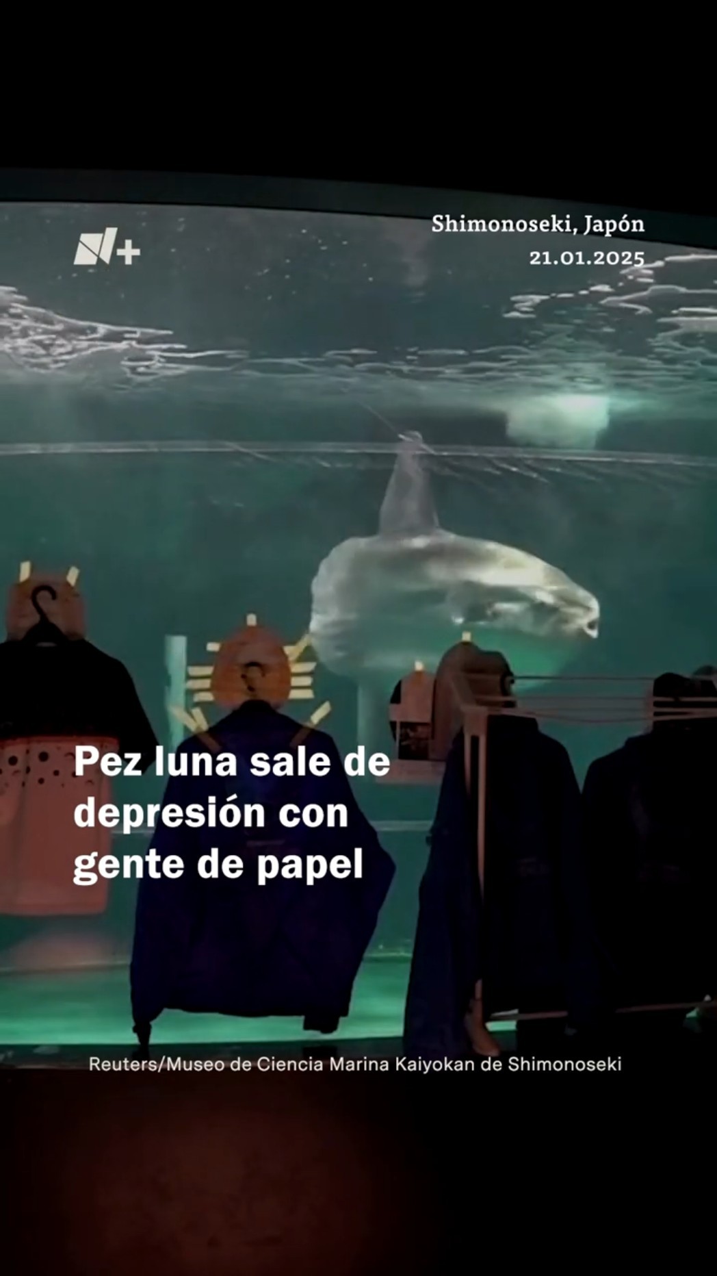 Pez luna deprimido vuelve a comer gracias a falsos humanos - N+ #Shorts