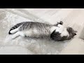 お腹いっぱいになると必ず「満腹です」のポーズをする猫がかわいすぎたw