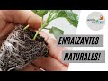 Top 6 ENRAIZANTES NATURALES super potentes, eficaces y fáciles de hacer.