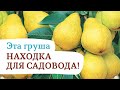 Самоплодная груша «Купава». Настоящая находка для садовода !