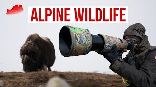 MUSKOXEN In May, The Dovrefjell Disaster. Join A Wildlife Photographer.