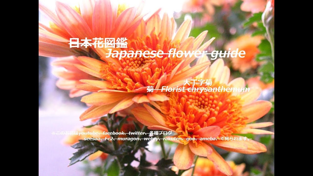 オレンジの太陽 Orange Sun 大丁字菊 だいちょうじぎく 菊 きく Florist Chrysanthemum 季節の花 日本花図鑑 Japanese Flower Guide Youtube