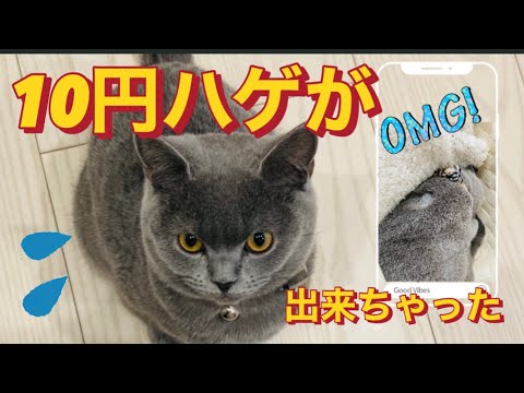 【ブリティッシュショートヘア】術後何でこんなことに！？【避妊手術】＃ブリティッシュショートヘア #避妊手術  #術後経過  #毛が抜けた