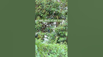 Đất 3 vụ thích hợp lên vườn 5 công đất tại an giang #levanmep #bánđấtruộng #mientay