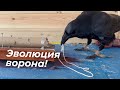 Как ворон достаёт еду палкой? Учу Гошу новой технике