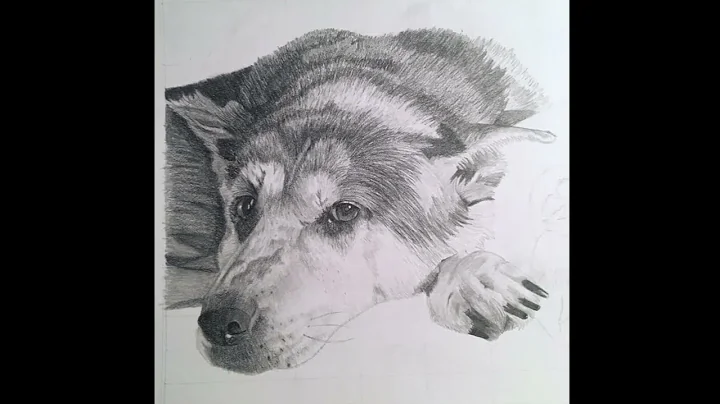 Pencil Sketch Progress: Husky
