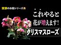 これやると花が増えます！クリスマスローズの冬のひと手間！