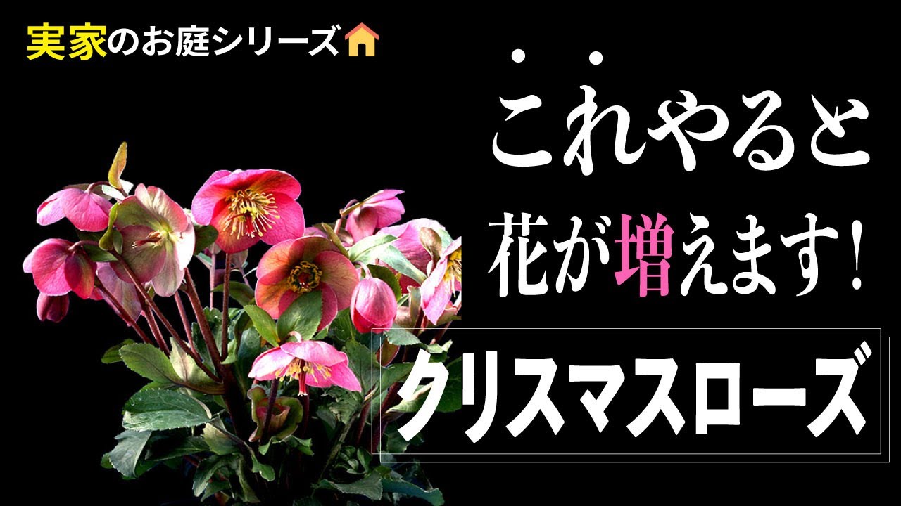 これやると花が増えます クリスマスローズの冬のひと手間 Youtube