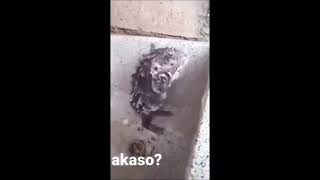 Antebin Hamamları Fare