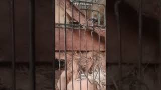 keluarga bajing albino krem