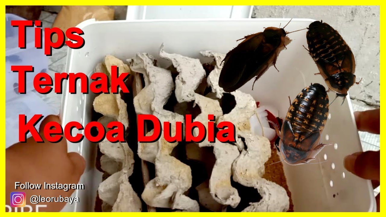 Cara Ternak Kecoa Dubia Yang Benar I Dubia I Blaptika Dubia 