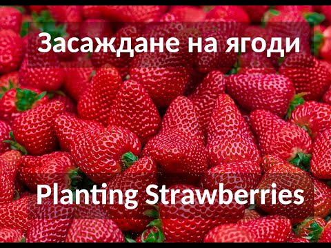 Видео: Естествени начини да почистите банята си и да отидете на зелено