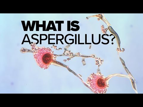 Video: Zijn penicillium en aspergillus?