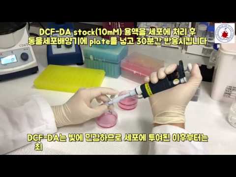 intracellular ROS measurement by FACS - YouTube