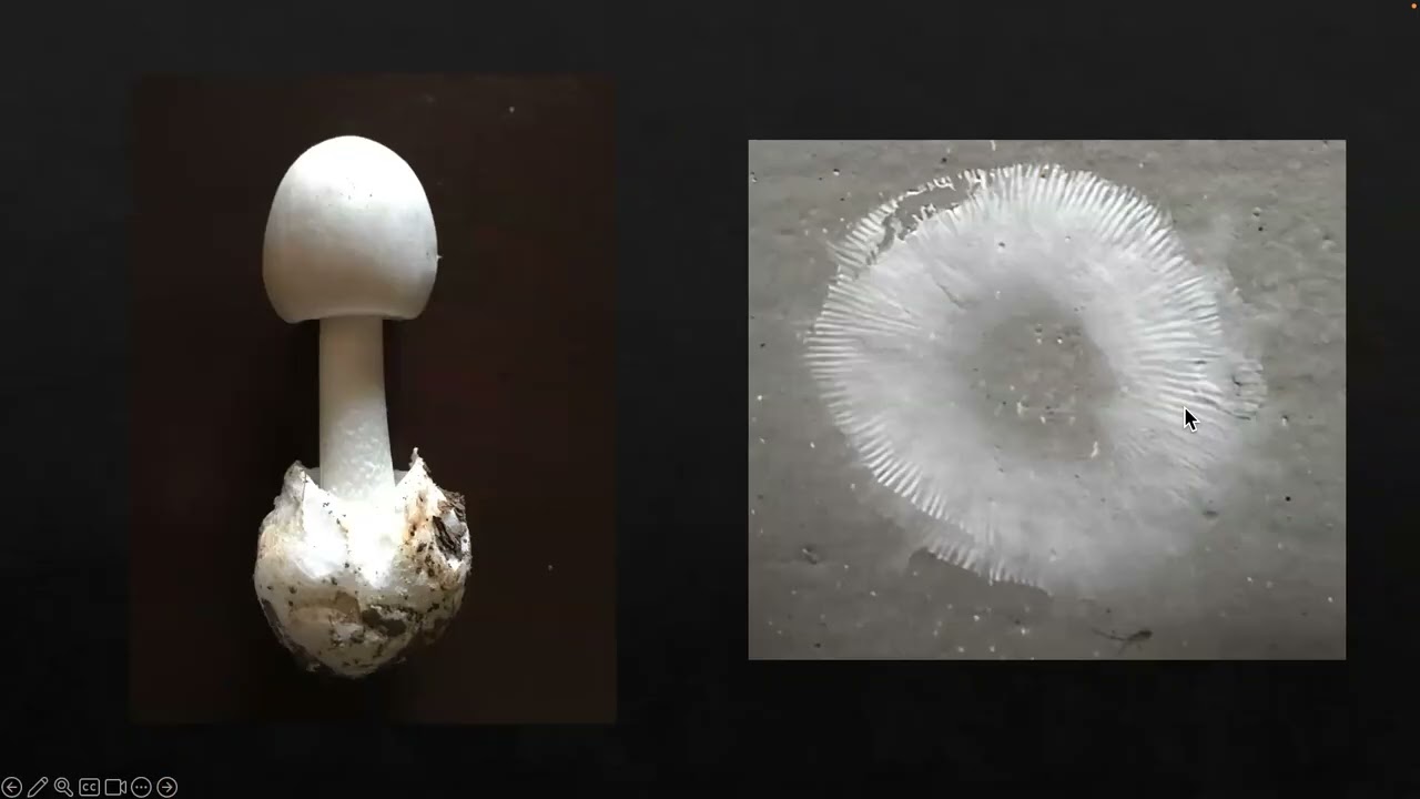 Taxonomy Tuesday 02.18.2026 Poisonous Fungi and Member Finds