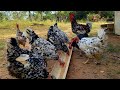 ¿Como quitar la cluequeras en las gallinas? | Pollos a libre pastoreo | Cerdas para cria!!