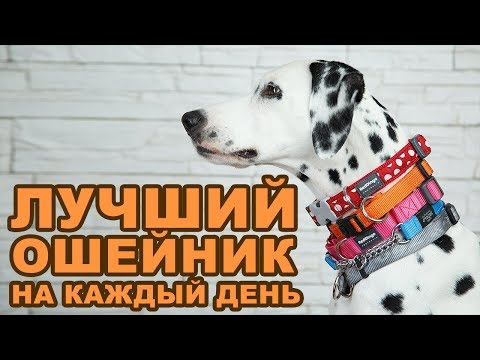 Выбор лучшего ошейника на каждый день | HAUL