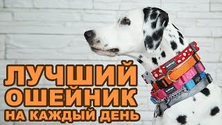 Выбор лучшего ошейника на каждый день | HAUL