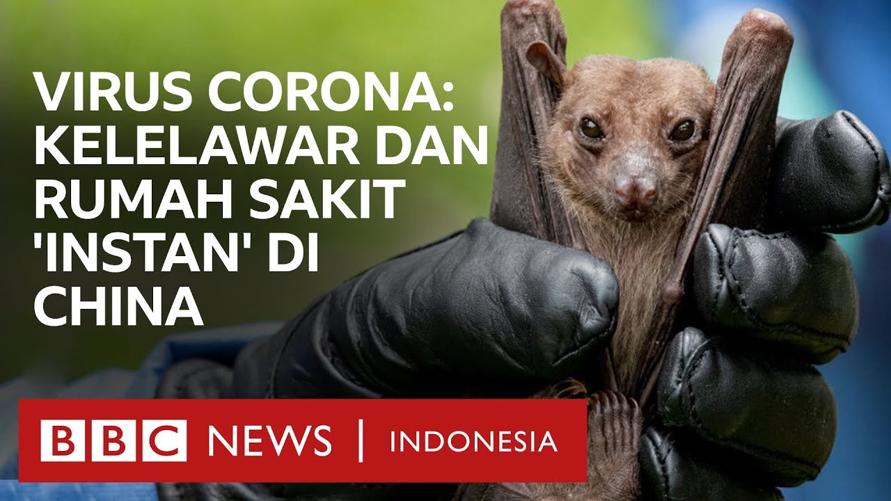 Virus corona: Kelelawar dan rumah sakit 'instan' di China | Click - BBC News Indonesia