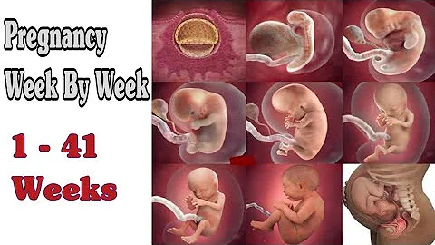 Pregnancy Week By Week || 1 - 41 Weeks Fetal Developments - DayDayNews