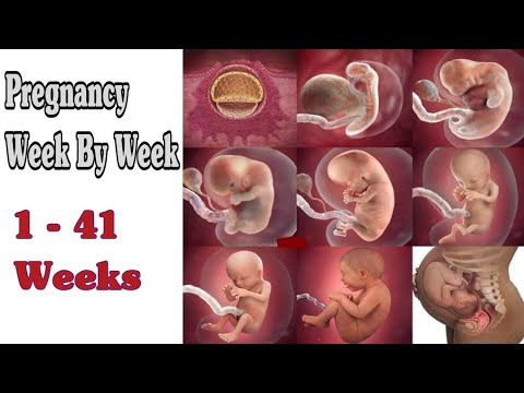 Pregnancy Weeks To Months // 1 To 9 Weeks Fetal Developments