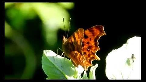 Comma (Polygonia c-album)